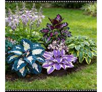 Hosta blu notte resistente - Adatta sia per uso interno che esterno - Abbellisce gli angoli ombrosi - Scelta migliore in primavera e autunno-2 PIECE-D