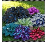 Hosta blu notte resistente - Adatta sia per uso interno che esterno - Abbellisce gli angoli ombrosi - Scelta migliore in primavera e autunno-2 PIECE-H