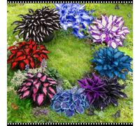 Hosta blu notte resistente - Adatta sia per uso interno che esterno - Abbellisce gli angoli ombrosi - Scelta migliore in primavera e autunno-2 PIECE-F