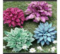 Hosta blu notte resistente - Adatta sia per uso interno che esterno - Abbellisce gli angoli ombrosi - Scelta migliore in primavera e autunno-2 PIECE-G