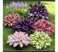 Hosta blu notte resistente - Adatta sia per uso interno che esterno - Abbellisce gli angoli ombrosi - Scelta migliore in primavera e autunno-2 PIECE-B