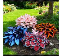 Hosta blu notte resistente - Adatta sia per uso interno che esterno - Abbellisce gli angoli ombrosi - Scelta migliore in primavera e autunno-2 PIECE-I