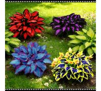 Hosta blu notte resistente - Adatta sia per uso interno che esterno - Abbellisce gli angoli ombrosi - Scelta migliore in primavera e autunno-4 PIECE-E