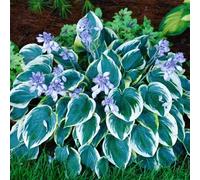 Hosta: Bulbi Robusti e Resistenti a Malattie - Semplici da Piantare, Ideali per Bordo Giardino Ombreggiato-6bulbi-E