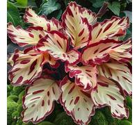 Hosta: Bulbi Robusti e Resistenti a Malattie - Semplici da Piantare, Ideali per Bordo Giardino Ombreggiato-10bulbi-D