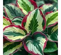 Hosta: Bulbi Robusti e Resistenti a Malattie - Semplici da Piantare, Ideali per Bordo Giardino Ombreggiato-8bulbi-A