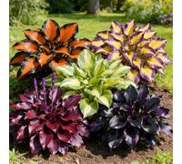 Hosta colorata a radice mista - Perenne resistente da giardino - Crescita rapida e facile da curare-2 PIECE-F