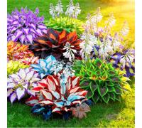 Hosta colorata a radice mista - Perenne resistente da giardino - Crescita rapida e facile da curare-2 PIECE-I