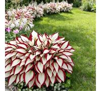 Hosta colorata a radice mista - Perenne resistente da giardino - Crescita rapida e facile da curare-4 PIECE-D