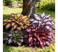 Hosta colorata a radice mista - Perenne resistente da giardino - Crescita rapida e facile da curare-6 PIECE-C