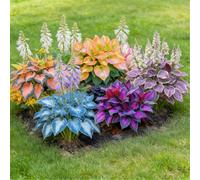 Hosta colorata a radice mista - Perenne resistente da giardino - Crescita rapida e facile da curare-6 PIECE-J