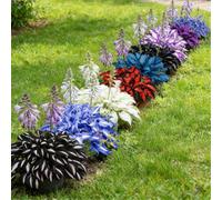 Hosta colorata a radice mista - Perenne resistente da giardino - Crescita rapida e facile da curare-8 PIECE-A