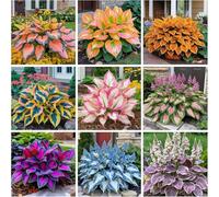 Hosta come elemento fondamentale per l'architettura del paesaggio di piccoli giardini, Hosta dalle foglie uniche + Facile da curare/Purificazione dell'ari-8 PCS