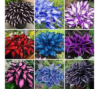 Hosta come elemento fondamentale per l'architettura del paesaggio di piccoli giardini, Hosta dalle foglie uniche + Altamente adattabile-6 PCS