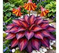 Hosta da bordura - Foglie curate - Collezione di Hosta ornamentali che amano l'ombra-4 PIECE-I