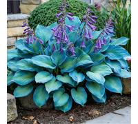 Hosta da giardino con fogliame resistente - Ideale per ambienti che amano l'ombra - Resistente al gelo e facile da coltivare-4 PIECE-C
