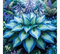 Hosta da giardino con fogliame resistente - Ideale per ambienti che amano l'ombra - Resistente al gelo e facile da coltivare-10 PIECE-I