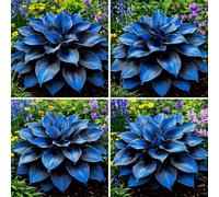 Hosta dalla consistenza vellutata - Foglie viola intenso con venature argentate, una hosta ornamentale tollerante all'ombra, adatta per la coltivazione in giardino-2 PIECE-B