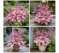 Hosta dalla consistenza vellutata - Foglie viola intenso con venature argentate, una hosta ornamentale tollerante all'ombra, adatta per la coltivazione in giardino-2 PIECE-G