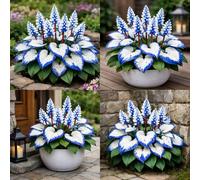 Hosta dalla consistenza vellutata - Foglie viola intenso con venature argentate, una hosta ornamentale tollerante all'ombra, adatta per la coltivazione in giardino-8 PIECE-A