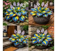 Hosta dalla consistenza vellutata - Foglie viola intenso con venature argentate, una hosta ornamentale tollerante all'ombra, adatta per la coltivazione in giardino-4 PIECE-E