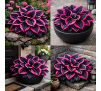 Hosta dalla consistenza vellutata - Foglie viola intenso con venature argentate, una hosta ornamentale tollerante all'ombra, adatta per la coltivazione in giardino-4 PIECE-C