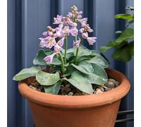 hosta decorazioni giardino esterni tappezzanti balcone 150semi