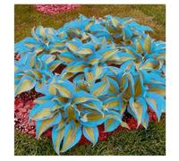 Hosta di Alta Qualità, Foglie Variegate, Resistenti all’Ombra, Ideali per Aree Ombreggiate.-15rhizome-D
