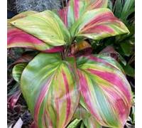 Hosta di Alta Qualità, Foglie Variegate, Resistenti all’Ombra, Ideali per Aree Ombreggiate.-15rhizome-I