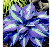 Hosta di Alta Qualità, Foglie Variegate, Resistenti all’Ombra, Ideali per Aree Ombreggiate.-4rhizome-G