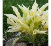 Hosta,erbacee perenni,bulbi da fiore resistenti,bulbi belli e sani,facile da curare,bellissima.(no semi,no bulbi,non artificiali)-8Wurzel-N