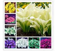 Hosta,erbacee perenni,bulbi da fiore resistenti,bulbi belli e sani,facile da curare,bellissima.(no semi,no bulbi,non artificiali)-15Wurzel-F