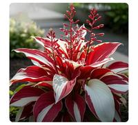 Hosta,erbacee perenni,bulbi da fiore resistenti,bulbi belli e sani,facile da curare,Vari colori,bellissima.(no semi,no bulbi,non artificiali)-8Wurzel-C