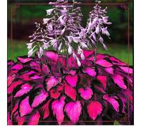 Hosta,erbacee perenni,bulbi da fiore resistenti,bulbi belli e sani,facile da curare,Vari colori,bellissima.(no semi,no bulbi,non artificiali)-10Wurzel-I