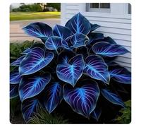 Hosta,erbacee perenni,bulbi da fiore resistenti,bulbi belli e sani,facile da curare,Vari colori,bellissima.(no semi,no bulbi,non artificiali)-4Wurzel-O