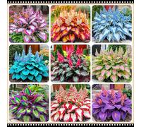 Hosta facile da gestire, tollerante all'ombra e all'umidità, una perenne senza preoccupazioni per i giardini-6 PCS-F