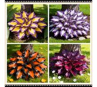 Hosta facile da gestire, tollerante all'ombra e all'umidità, una perenne senza preoccupazioni per i giardini-10 PCS-E