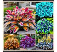 Hosta facile da gestire, tollerante all'ombra e all'umidità, una perenne senza preoccupazioni per i giardini-15 PCS-B