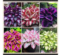 Hosta facile da gestire, tollerante all'ombra e all'umidità, una perenne senza preoccupazioni per i giardini-8 PCS-I