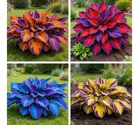 Hosta, Foglie decorative per giardini sotto gli alberi-10rizoma-e