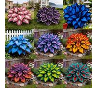 Hosta, Foglie decorative per giardini sotto gli alberi-10rizoma-j