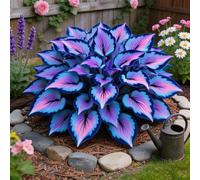 Hosta, Foglie ornamentali per zone ombreggiate del giardino-4rizoma-e
