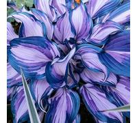 hosta giardino interno balcone copertura terreno 1Bulbi