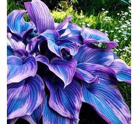 hosta - giardino interno giardino balcone 4bulbi