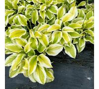 hosta - giardino vecchie varietà resistente balcone 600semi