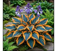 Hosta gigante - Grandi rizomi di Hosta che amano il fogliame e tollerano l'ombra - Decorazione di sfondo per l'ombra del giardino-6 PIECE-E