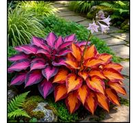 Hosta gigante - Grandi rizomi di Hosta che amano il fogliame e tollerano l'ombra - Decorazione di sfondo per l'ombra del giardino-10 PIECE-D