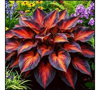 Hosta gigante - Grandi rizomi di Hosta che amano il fogliame e tollerano l'ombra - Decorazione di sfondo per l'ombra del giardino-3 PIECE-C