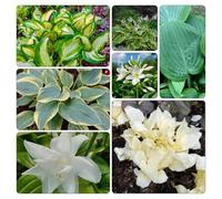hosta - interno balcone copertura terreno giardino 5Bulbi
