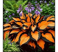 Hosta lungo i piccoli muri dei cortili/Perenne tollerante all'ombra e facile da curare/Creare un angolo tranquillo del paesaggio-3 PIECE-G